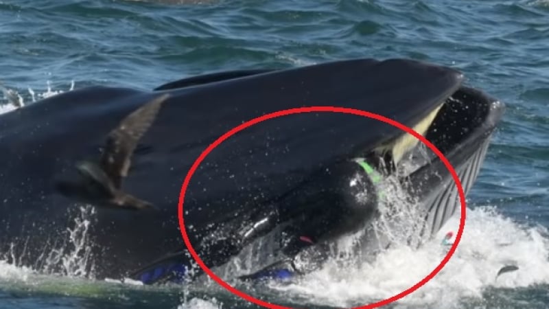 Гигантски кит глътна оператор пред очите на снимачен екип!