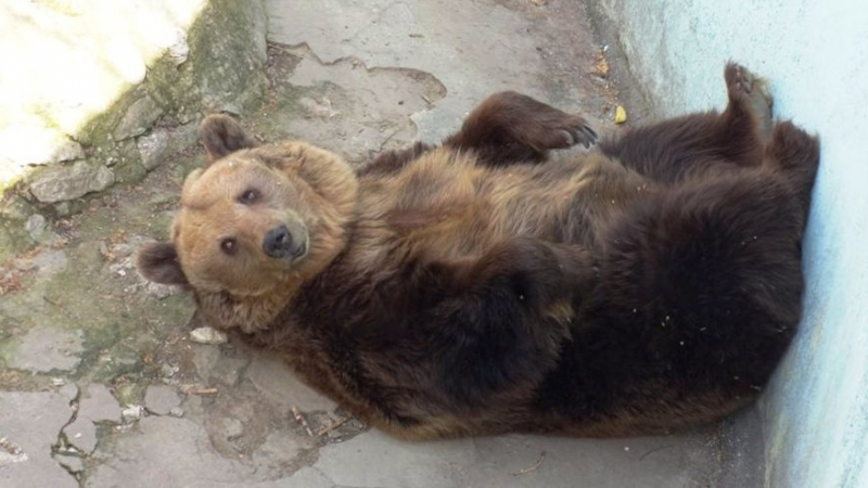 Забавни СНИМКИ: Вижте какви ги върши тази мечка във варненския зоопарк 