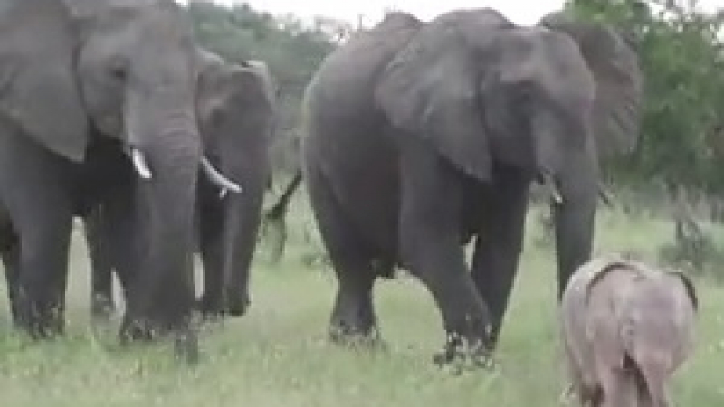 Необичайно! Розов слон заснеха в ЮАР (ВИДЕО)