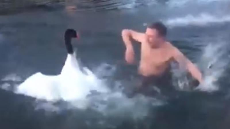 Голям смях! Агресивен лебед нападна мъж (ВИДЕО)