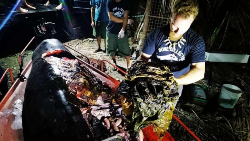 Откриха 40 килограма пластмаса в мъртъв кит (СНИМКИ)