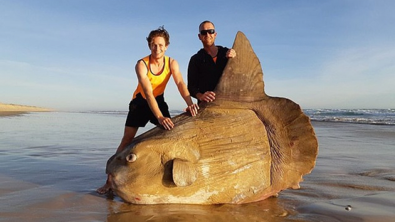 В Австралия намериха огромна риба (СНИМКИ)