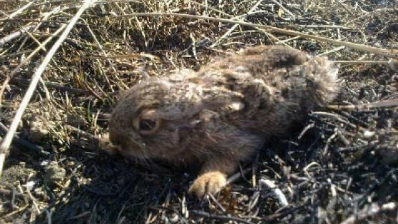 Ловци алармират: Животни изгарят живи в запалени стърнища (СНИМКИ 18+)