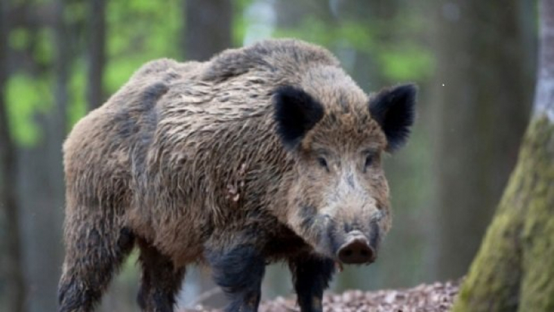 Нови случаи на Африканска чума при диви свине в областите Силистра и Добрич