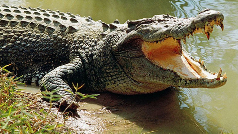 Огромен крокодил уплаши рибари, открадна улова им (ВИДЕО)