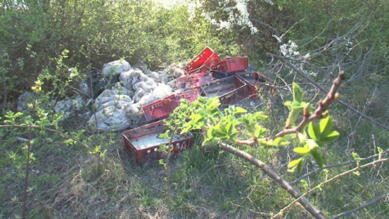 Пътят Русе-Варна осеян с трупове и боклуци (СНИМКИ)