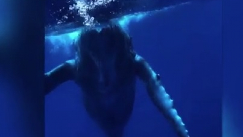 Уникално ВИДЕО! 8-метров кит танцува грациозно пред камерата на водолаз