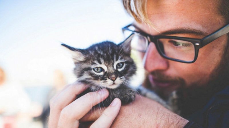 Учени обясниха защо всеки човек се нуждае от котка
