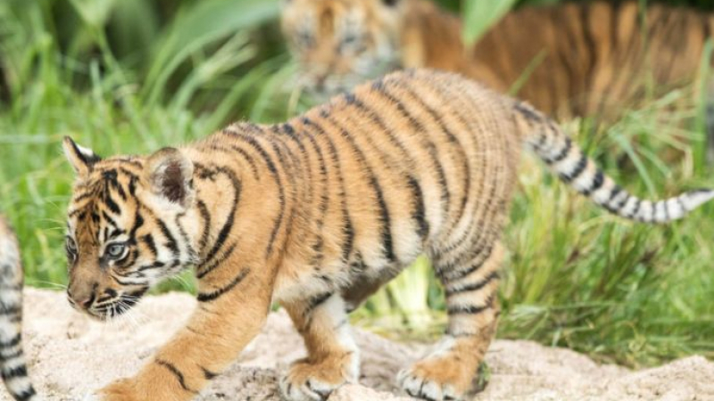 Зоопарк в Сидни представи уникални тигърчета (СНИМКА)