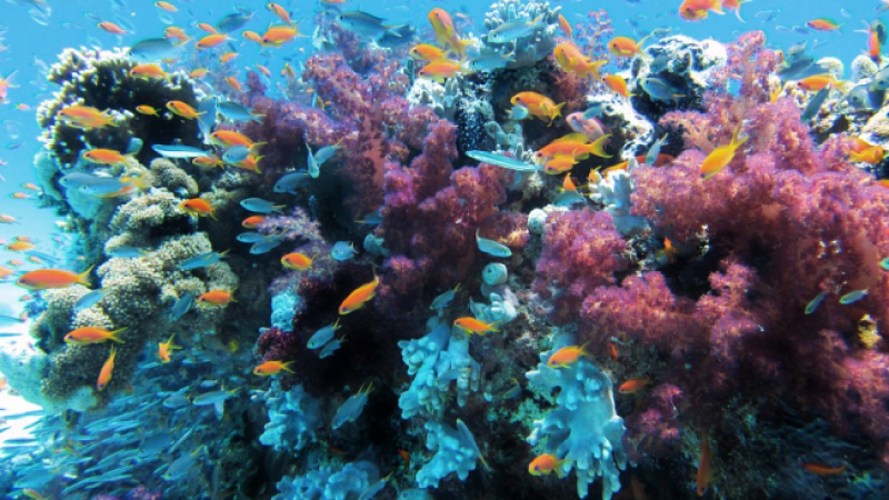 Австралийски учени констатираха плашещ факт за коралите