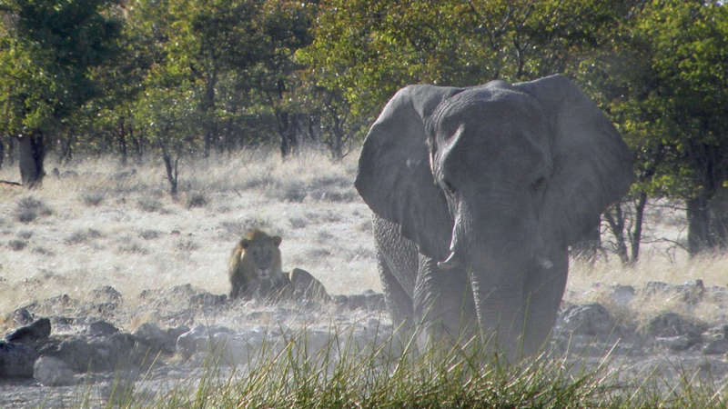 Слон уби бракониер пред очите на приятелите му (СНИМКИ)
