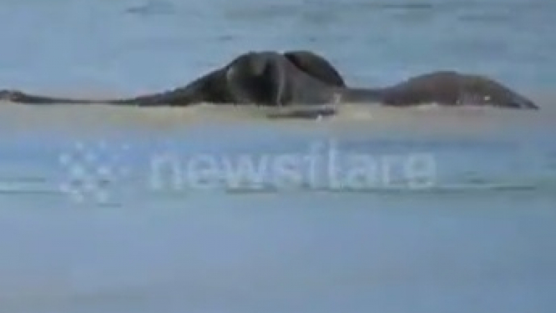 Слонове се втурнаха да спасяват слонче от река с крокодили (ВИДЕО)