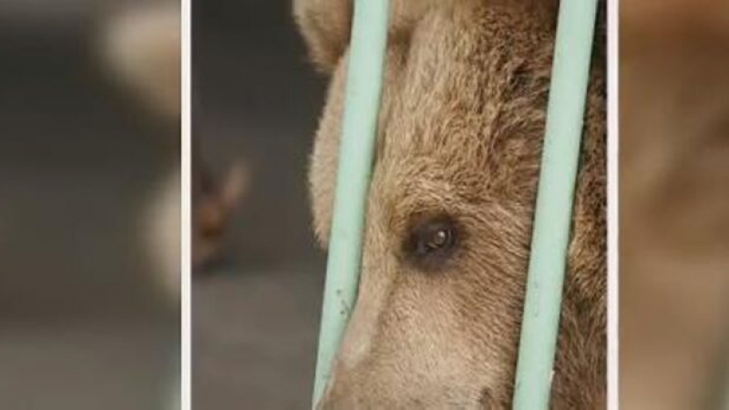 Пратиха в истински затвор мечка, нападнала пияница (ВИДЕО)