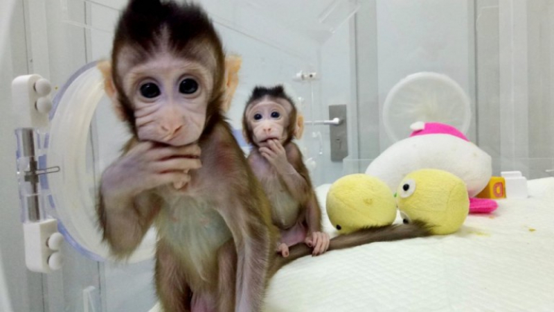 Учени създадоха маймуни с човешка интелигентност