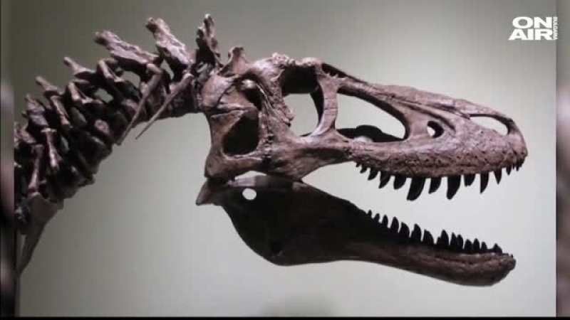 Скелетът на бебе динозавър се продава за близо $3 млн.  