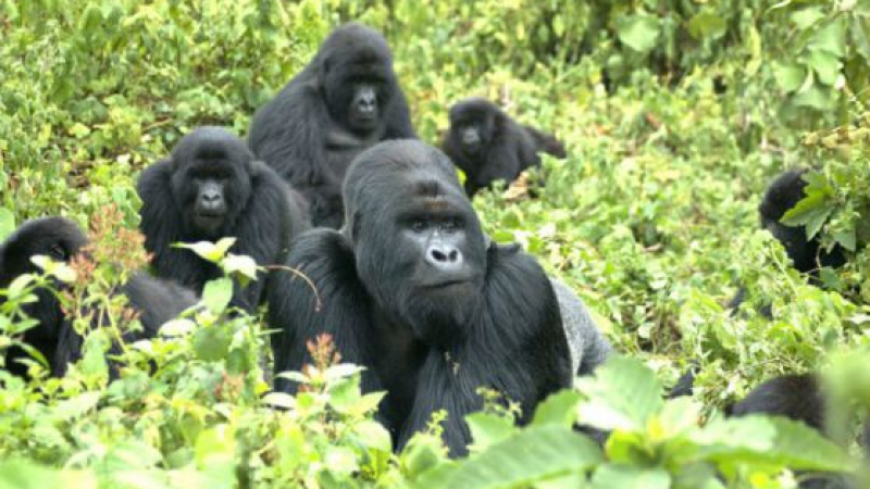 Рейнджър порази интернет със селфи с горили (СНИМКА)