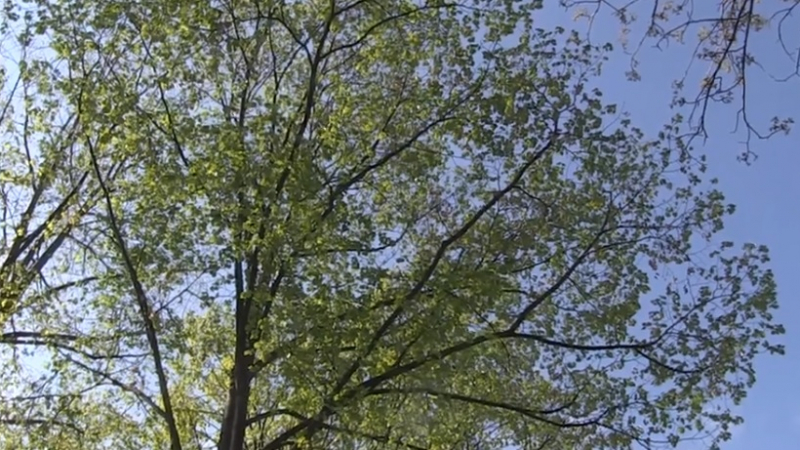 БЛИЦ TV: Столичанин се натъкна на нещо невероятно в Борисовата градина