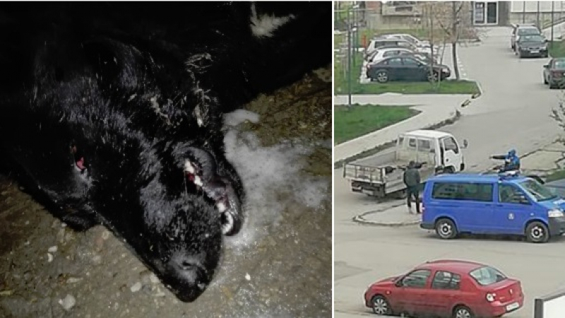 В Перник са на нокти: Смъртоносна отрова убива кучета