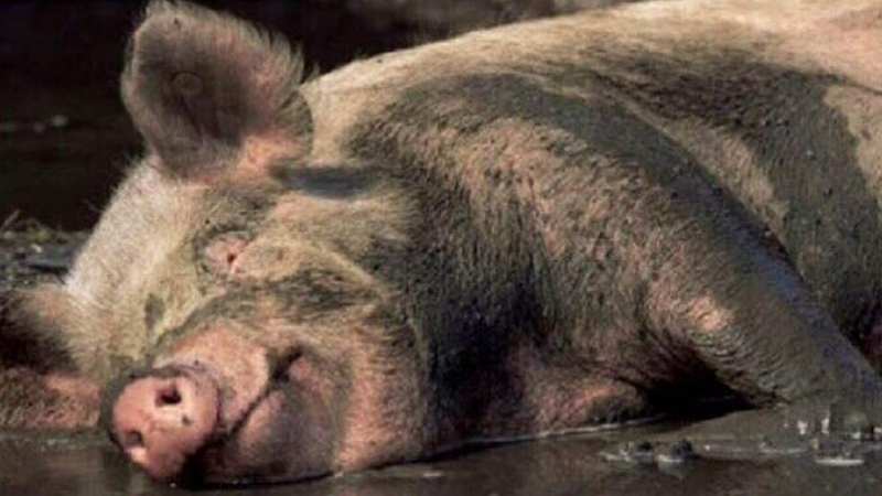 В Австралия свиня открадна 18 кенчета бира, напи се и се сби с крава 