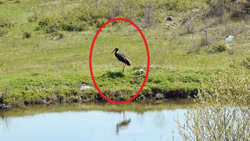 Лоша поличба! Рядка черна птица долетя в Родопите (ВИДЕО)