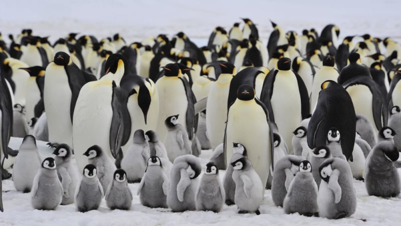 Разкриха ужасна трагедия в Антарктида с хиляди измрели пингвини 