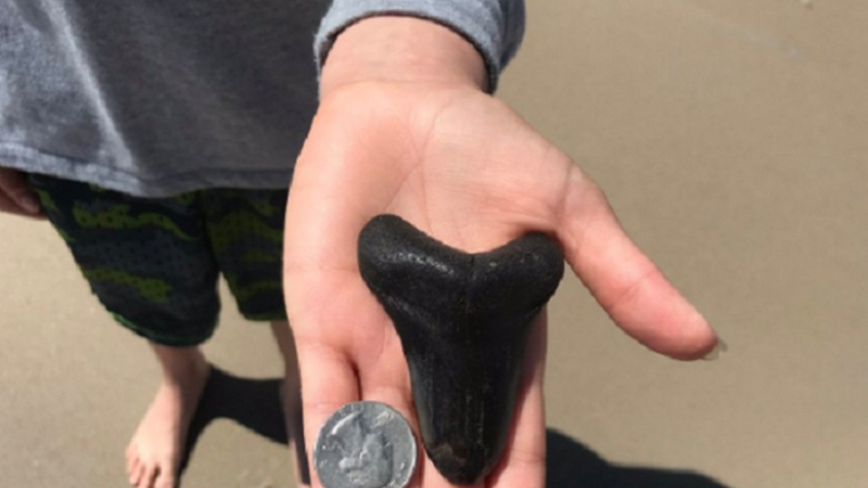 Ученичка се натъкна на уникална останка от праисторическо морско създание (СНИМКА)
