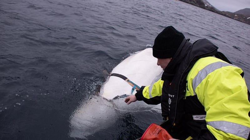 Истерия в Норвегия: Заловен е бял кит руски шпионин! (СНИМКИ/ВИДЕО)