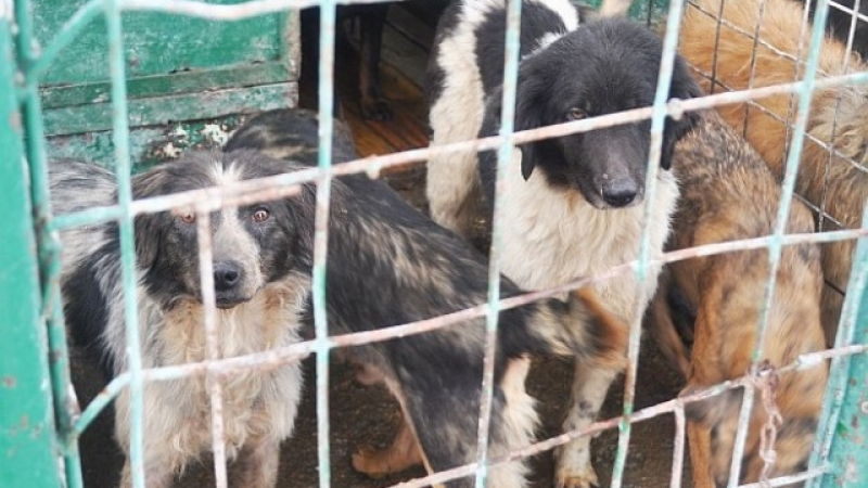 Незаконен кучешки приют вбеси жителите на село Сираково 