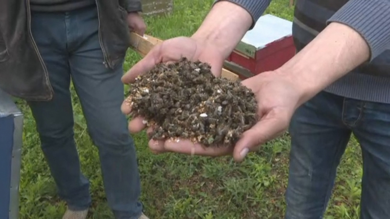 Мор: Наши пчелари разорени заради пръскане с пестициди 