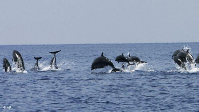 Делфини на плажа в Несебър (СНИМКИ/ВИДЕО)