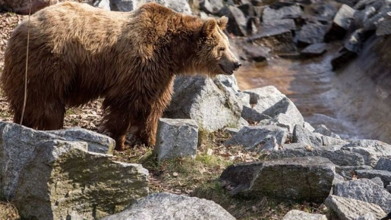 9-годишният Веско е най-новото попълнение в Парка за танцуващи мечки край Белица