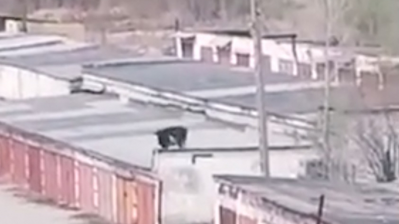 Крава мистериозно се озова на покрива на сграда (ВИДЕО)