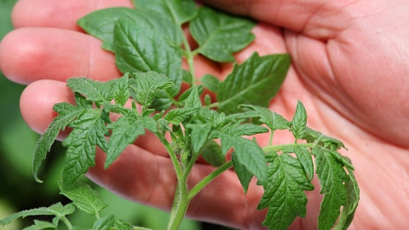 US онколози обявиха, че зеленчук, виреещ навсякъде в България, предотвратява рак 