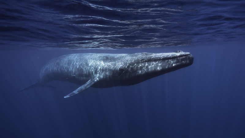 Уникално: Дайвър се срещна лице в лице със син кит (СНИМКА)
