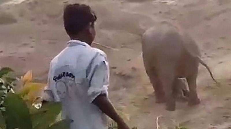 Разгневена слоница отмъсти за новороденото си слонче
