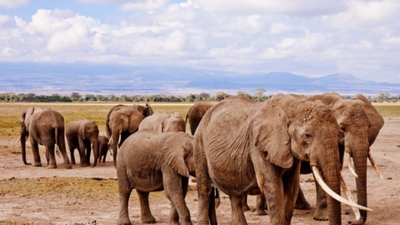 Ботсвана вдигна забраната за лов на слонове