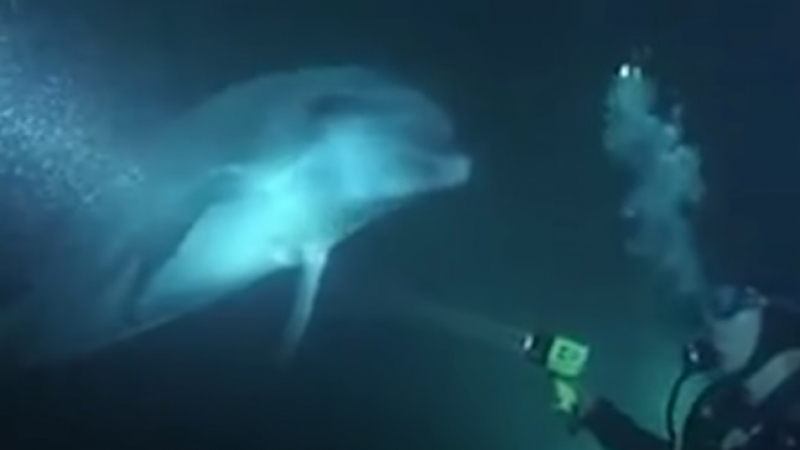 Светът полудя по този делфин, който иска помощ от водолаз (ВИДЕО)