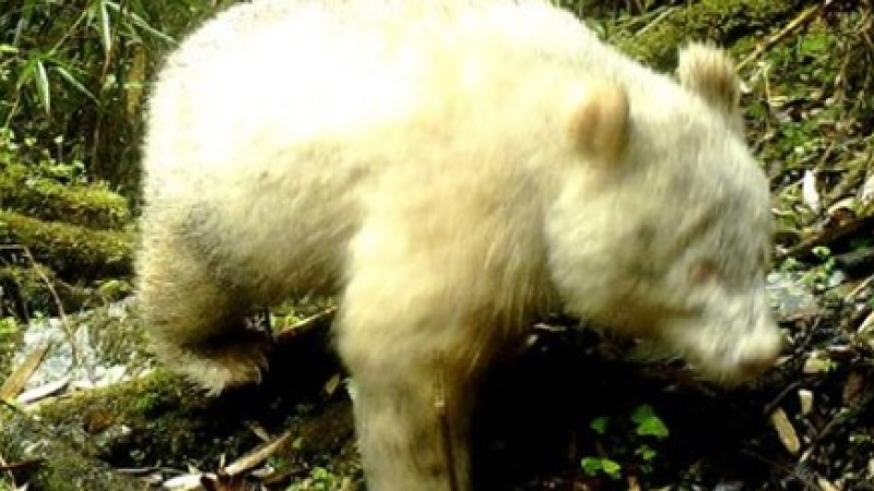 За пръв път в света! Появиха се СНИМКИ на панда албинос 