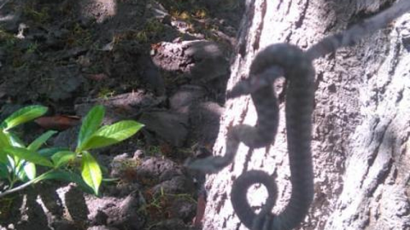 Вижте СНИМКИ на отровната змия, която изпълзя в Морската градина на Варна