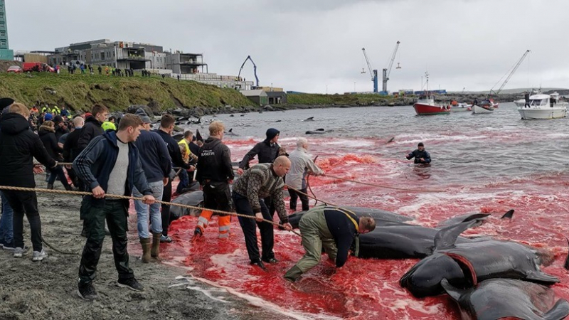 Рибари избиха брутално повече от 150 делфини, боядисаха целия залив в кърваво (СНИМКИ 18+)