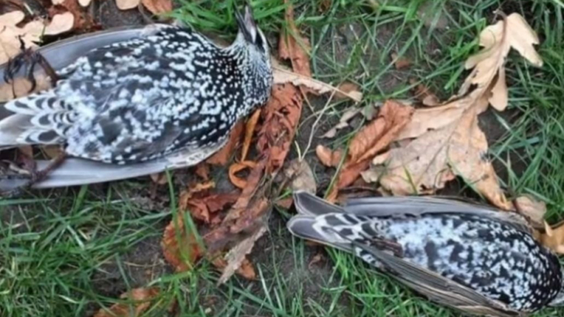 Стотици птици падат мъртви от небето след тест на 5G мрежа в Хага (ВИДЕО)