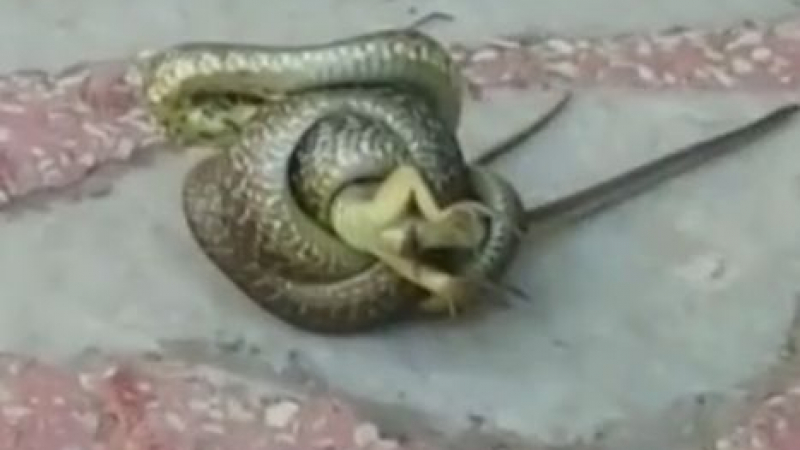 Змия, уловила плячка, изплаши до смърт жителите на Благоевград (СНИМКА) 