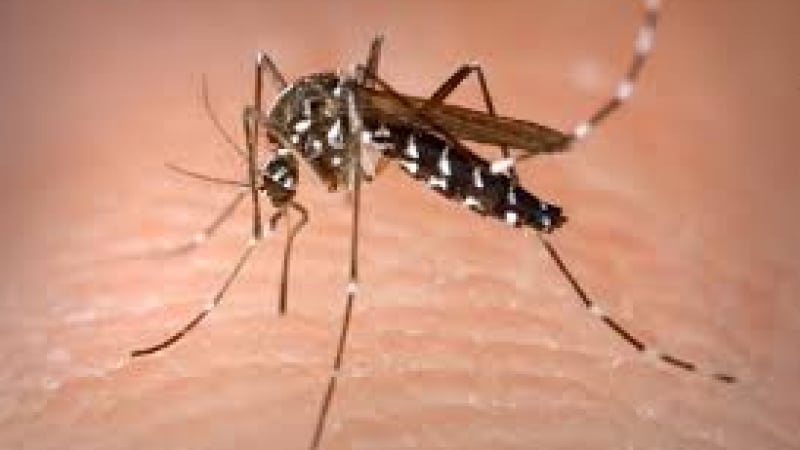 Инвазията на тигровия комар: Ето къде се среща най-често и как да се предпазите 