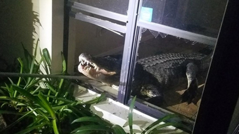 Триметров алигатор счупи прозорец и се вмъкна в къща