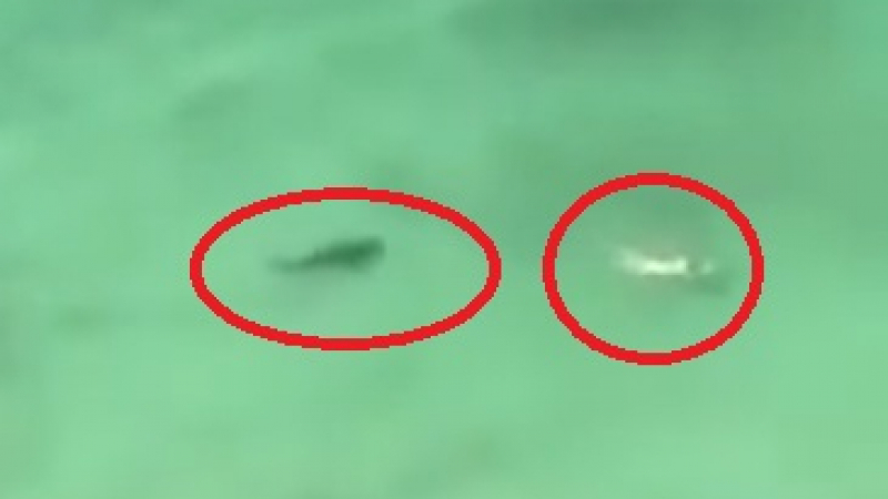Шок: Акула преследва жена, мъж снима от хотела (ВИДЕО)