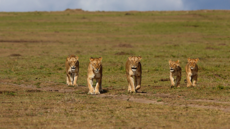 14 лъва избягаха от световноизвестен парк, рейнджъри ги гонят