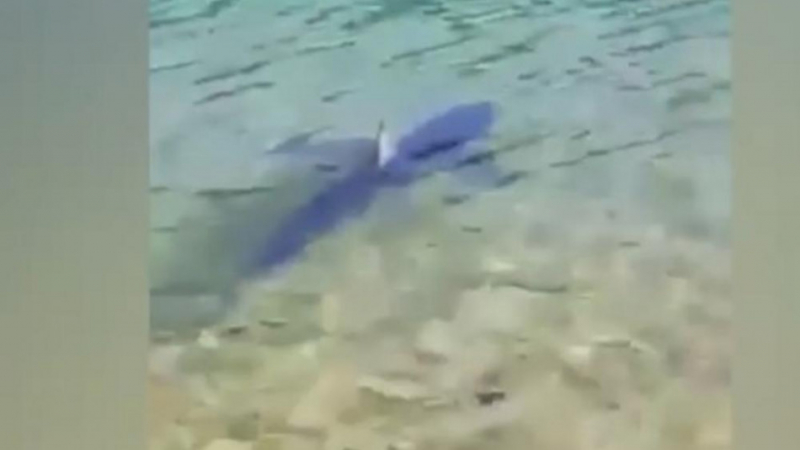Шок в Хърватия: Огромна бяла акула се появи край Шибеник, туристи бягат от плажа