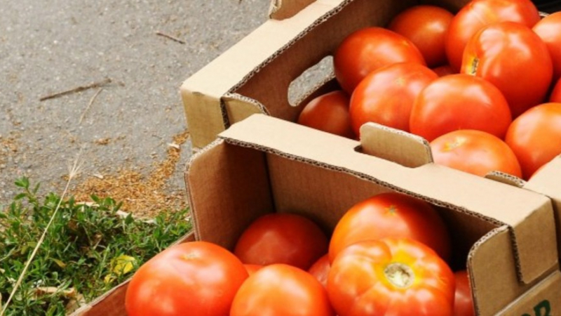 Гръцки домати по 10 ст. заливат пазара у нас, а ги продават за три!