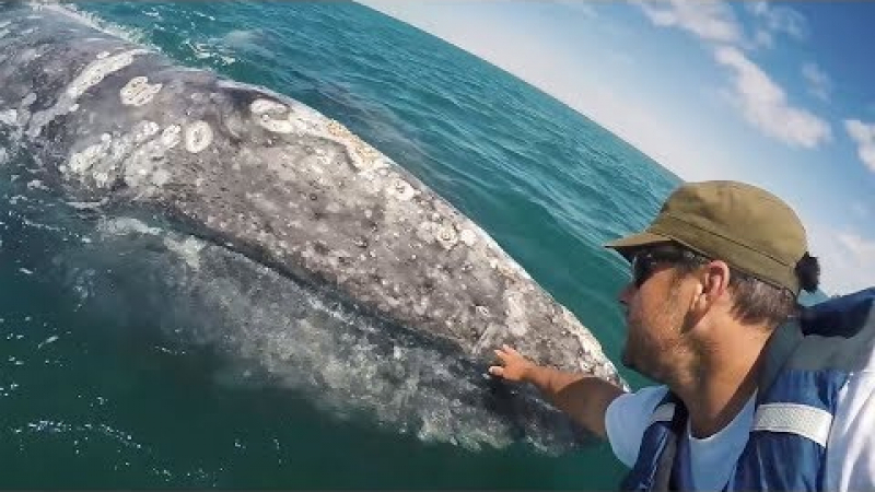 Малък кит доплува до турист, за да го погали (ВИДЕО)