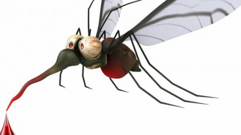Кои са причините, за да привличате комарите